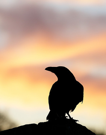 Raven Corvus corax