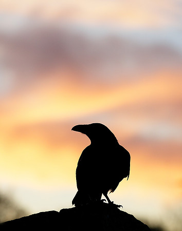 Raven Corvus corax