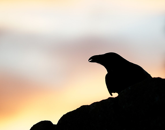 Raven Corvus corax
