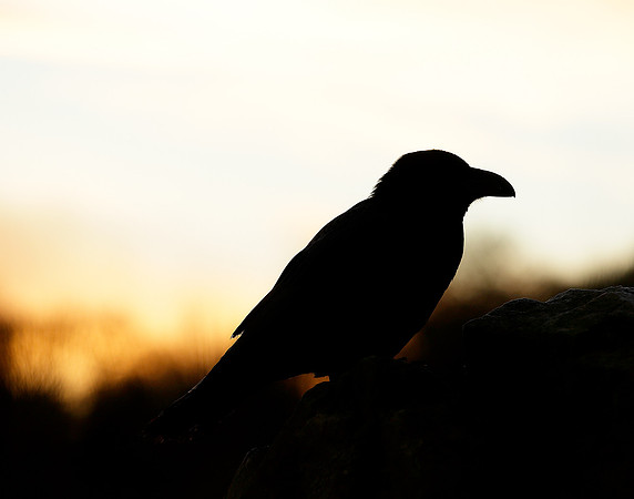 Raven Corvus corax