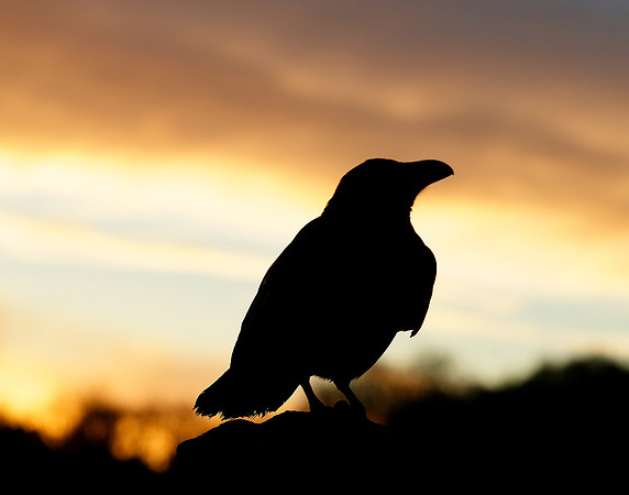 Raven Corvus corax