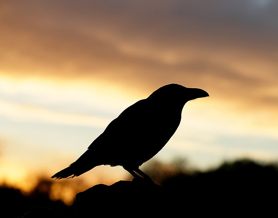 Raven Corvus corax