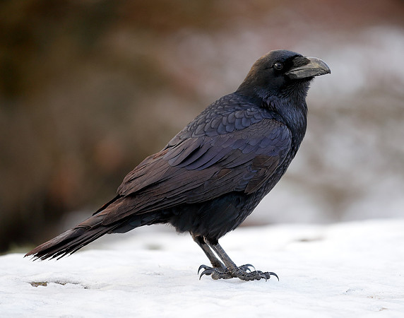 Raven Corvus corax