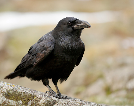 Raven Corvus corax