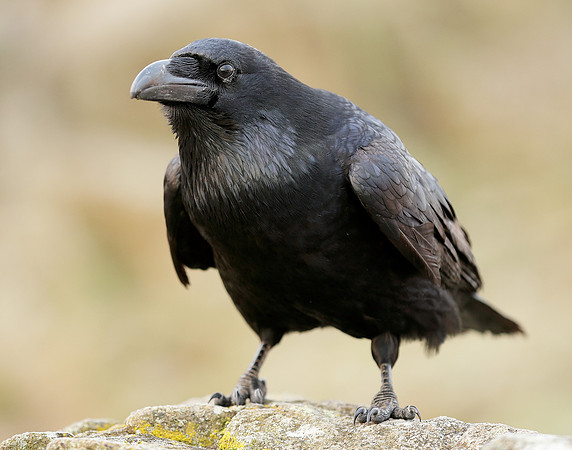 Raven Corvus corax