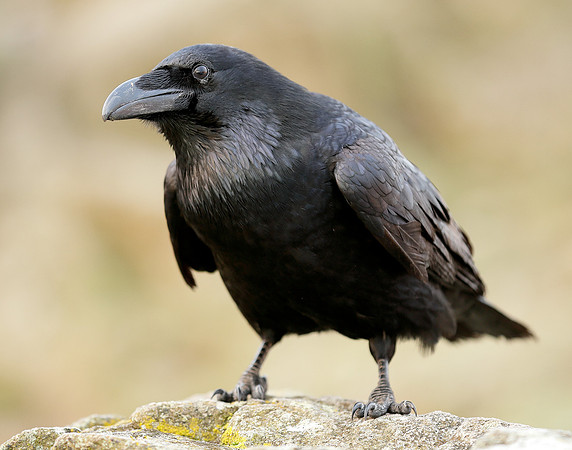 Raven Corvus corax