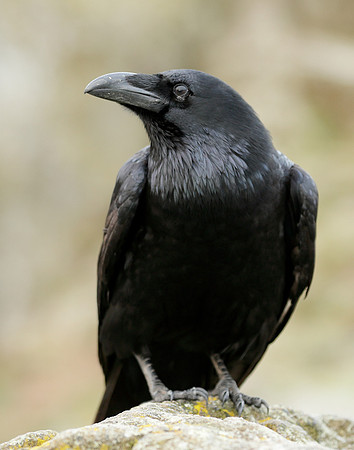 Raven Corvus corax