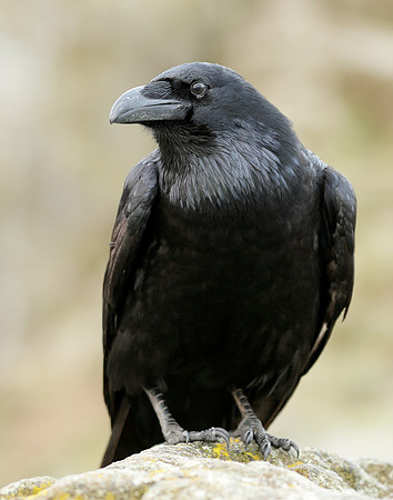 Raven Corvus corax