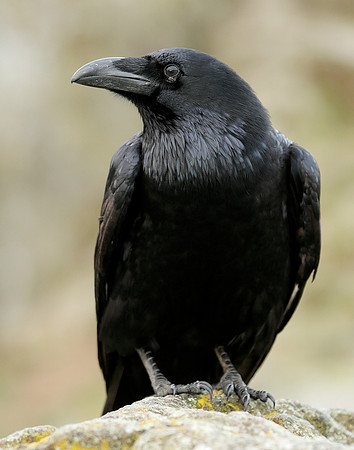 Raven Corvus corax