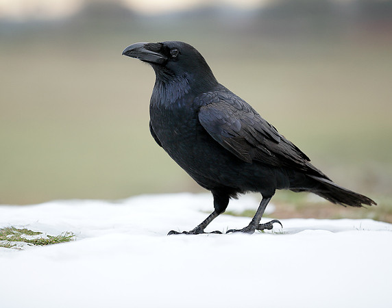 Raven Corvus corax