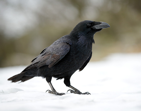 Raven Corvus corax