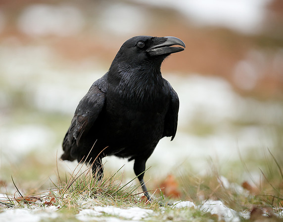 Raven Corvus corax