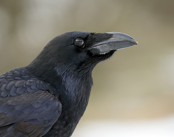Raven Corvus corax