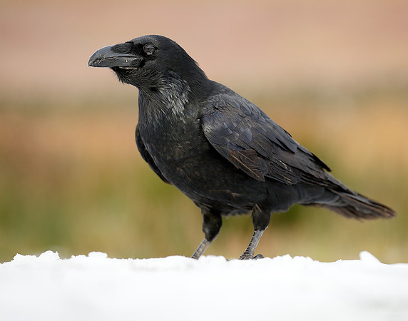 Raven Corvus corax