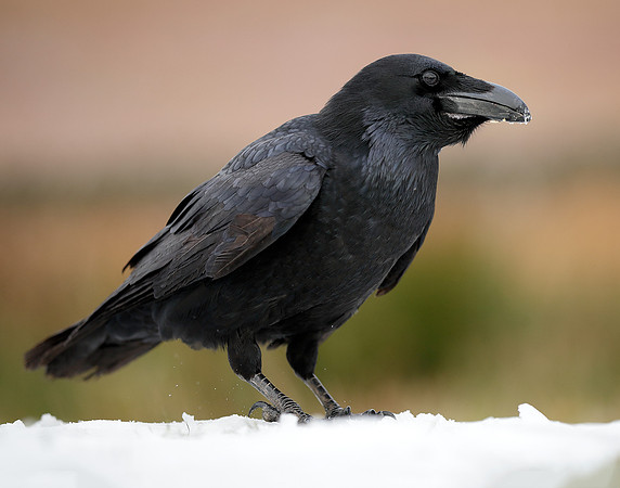Raven Corvus corax