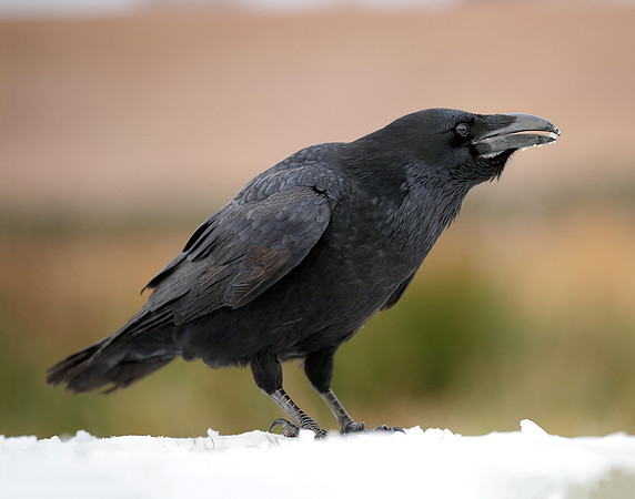 Raven Corvus corax