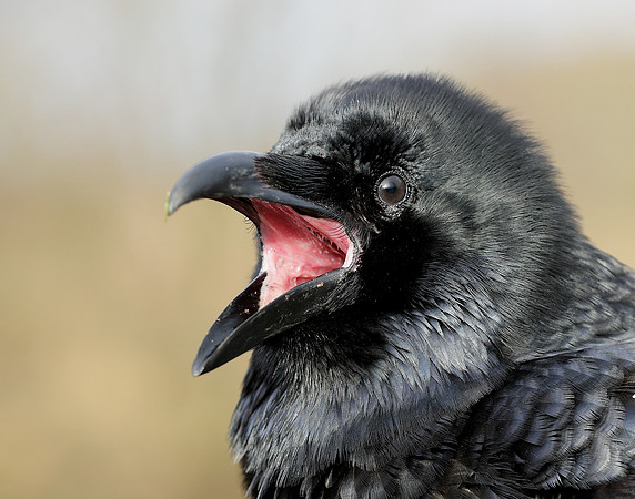 Raven Corvus corax