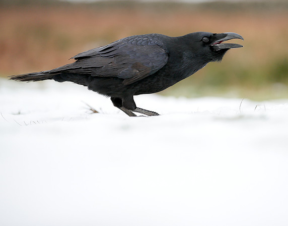 Raven Corvus corax