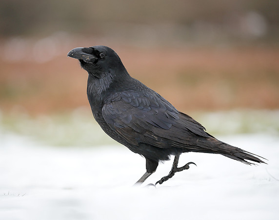 Raven Corvus corax