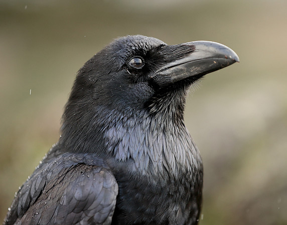 Raven Corvus corax