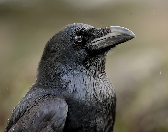 Raven Corvus corax
