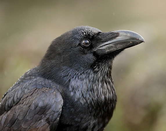Raven Corvus corax