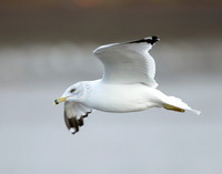 Ring-billed Gull Larus delawarensis