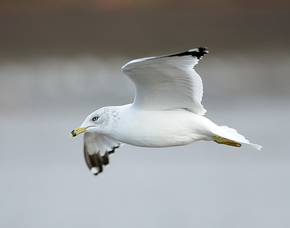 Ring-billed Gull Larus delawarensis