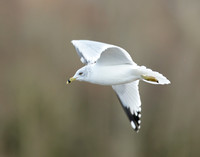 Ring-billed Gull Larus delawarensis
