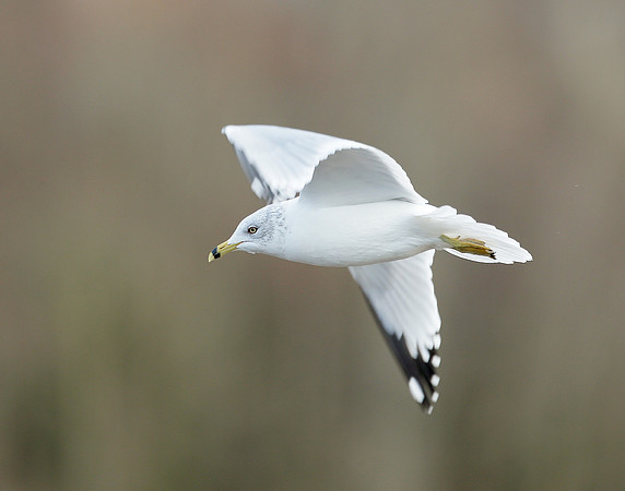 Ring-billed Gull Larus delawarensis