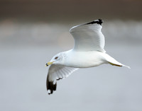 Ring-billed Gull Larus delawarensis
