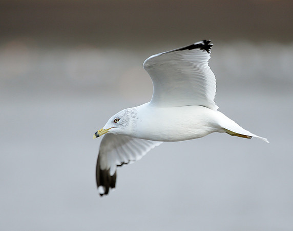 Ring-billed Gull Larus delawarensis