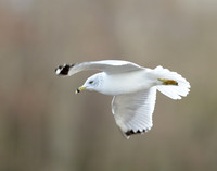 Ring-billed Gull Larus delawarensis