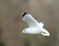 Ring-billed Gull Larus delawarensis