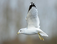 Ring-billed Gull Larus delawarensis
