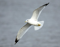 Ring-billed Gull Larus delawarensis