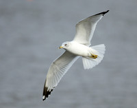 Ring-billed Gull Larus delawarensis