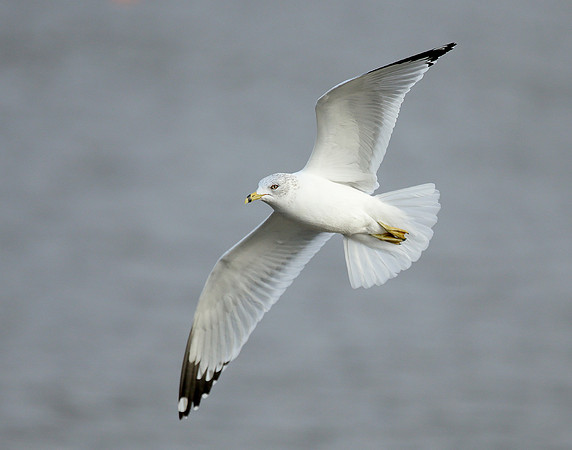 Ring-billed Gull Larus delawarensis