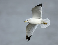 Ring-billed Gull Larus delawarensis