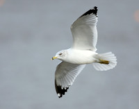 Ring-billed Gull Larus delawarensis