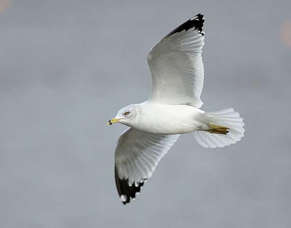 Ring-billed Gull Larus delawarensis