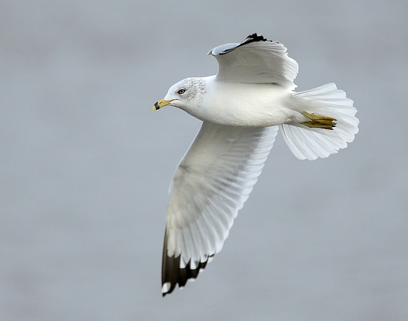 Ring-billed Gull Larus delawarensis
