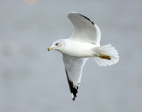 Ring-billed Gull Larus delawarensis