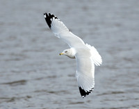 Ring-billed Gull Larus delawarensis