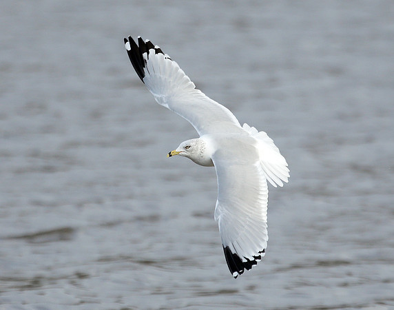 Ring-billed Gull Larus delawarensis