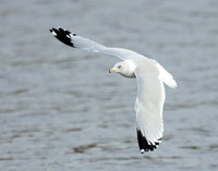 Ring-billed Gull Larus delawarensis
