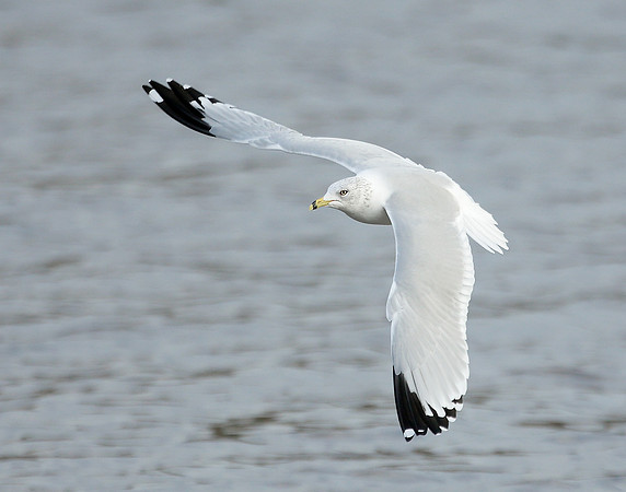 Ring-billed Gull Larus delawarensis
