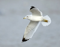 Ring-billed Gull Larus delawarensis