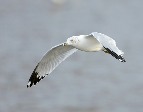 Ring-billed Gull Larus delawarensis