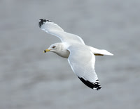 Ring-billed Gull, Strathclyde Park 2018